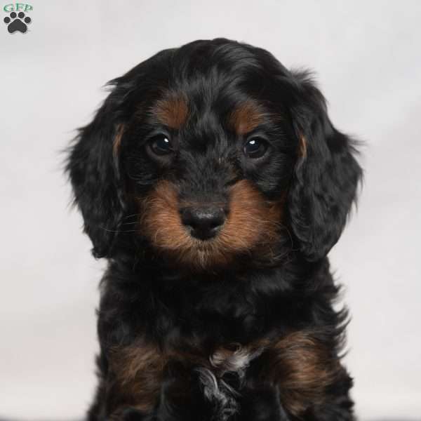 Marissa, Cavapoo Puppy